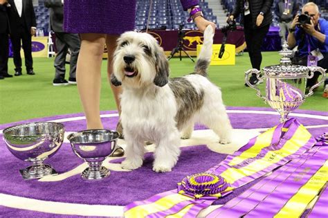 the dogs results yesterday|Fast Results .